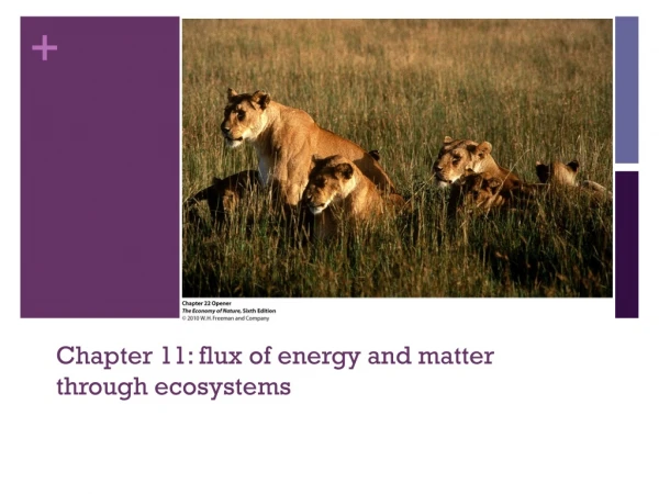 Chapter 11: flux of energy and matter through ecosystems