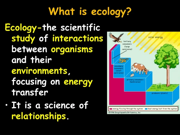 What is ecology?