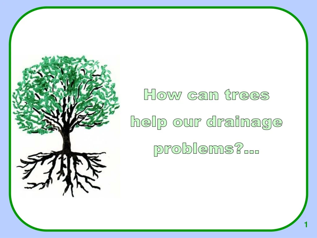 how can trees help our drainage problems