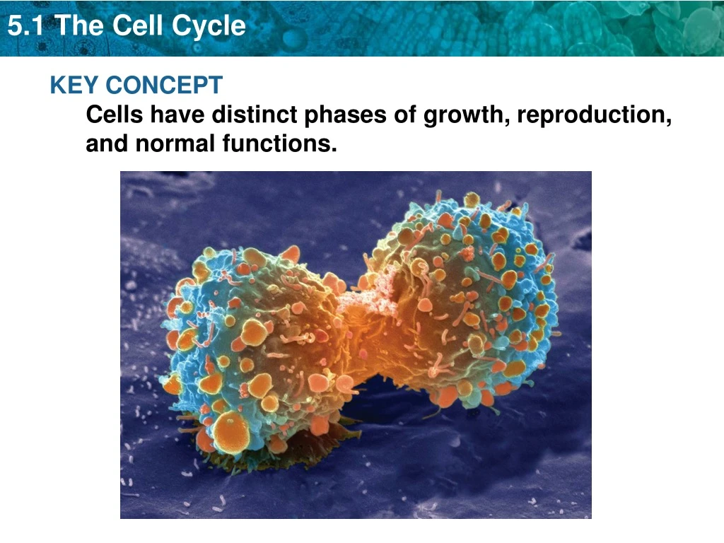 key concept cells have distinct phases of growth