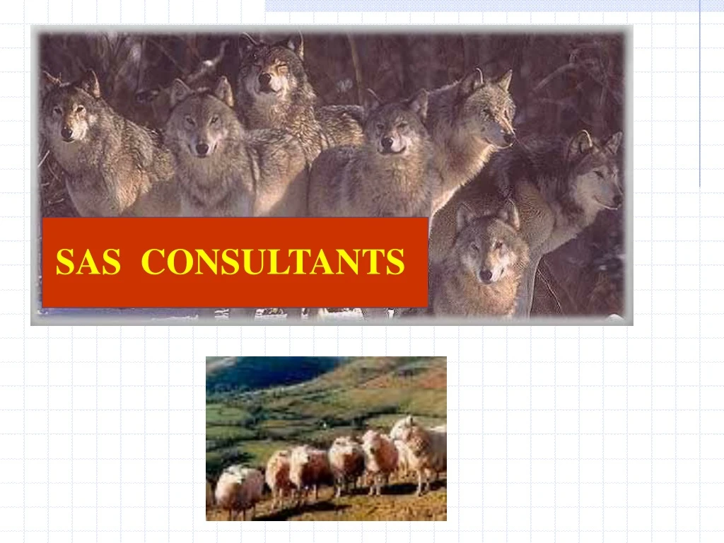 sas consultants