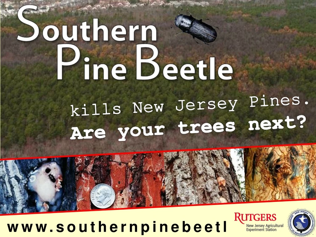 www southernpinebeetle nj gov