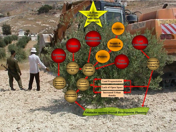 X-Mass Olive Tree  Under Israeli  Occupation