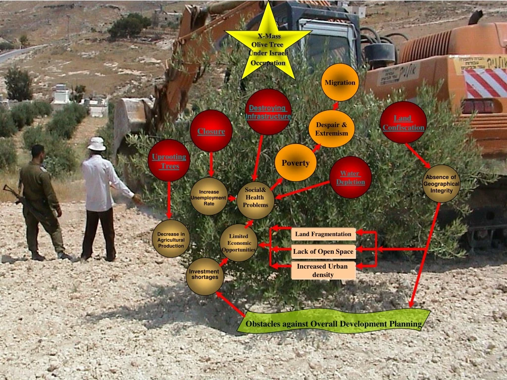x mass olive tree under israeli occupation
