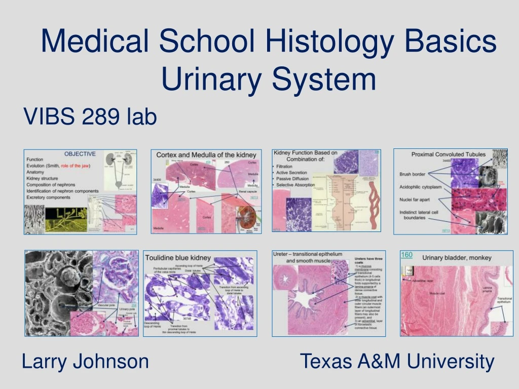 medical school histology basics urinary system