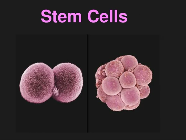 Stem Cells