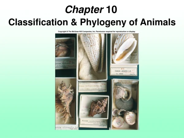 Chapter  10	 Classification &amp; Phylogeny of Animals