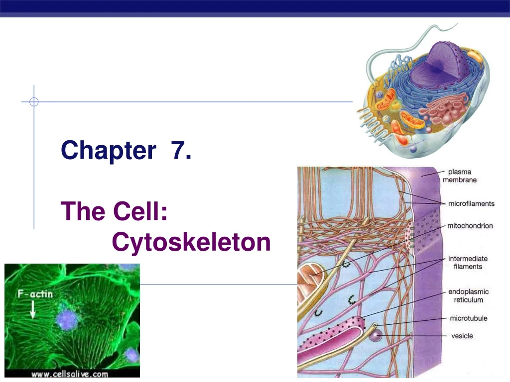 chapter 7 the cell cytoskeleton