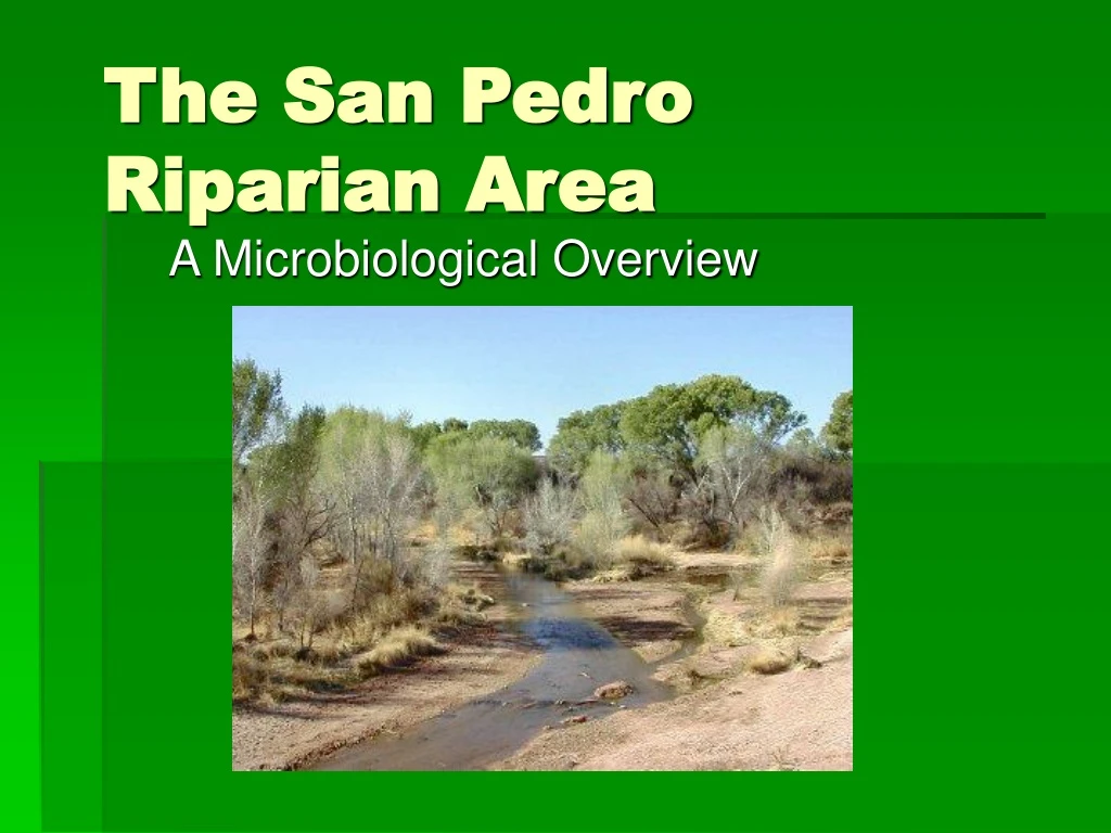 the san pedro riparian area