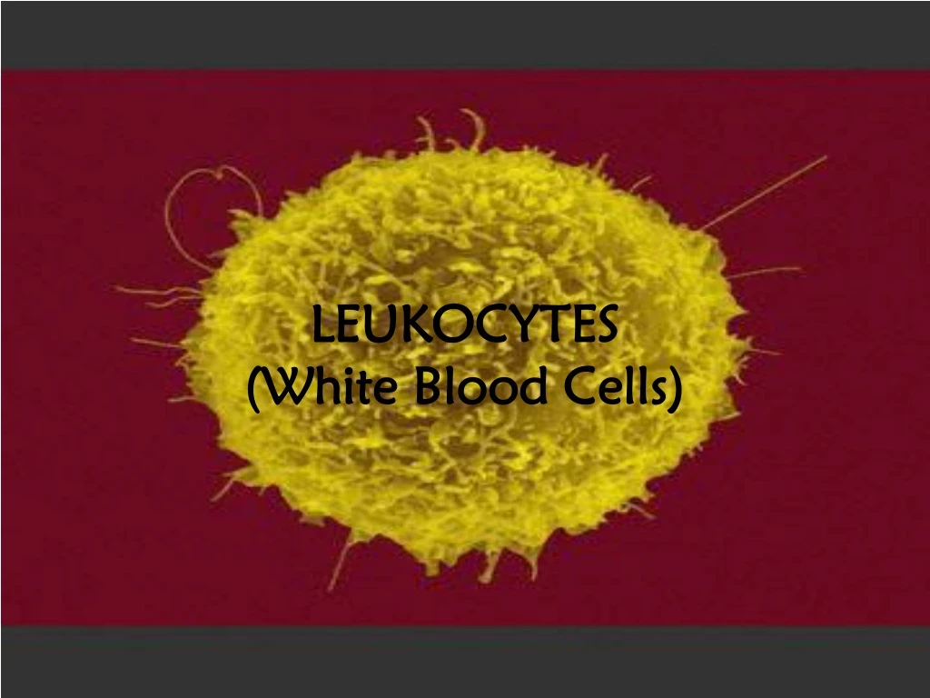 leukocytes white blood cells