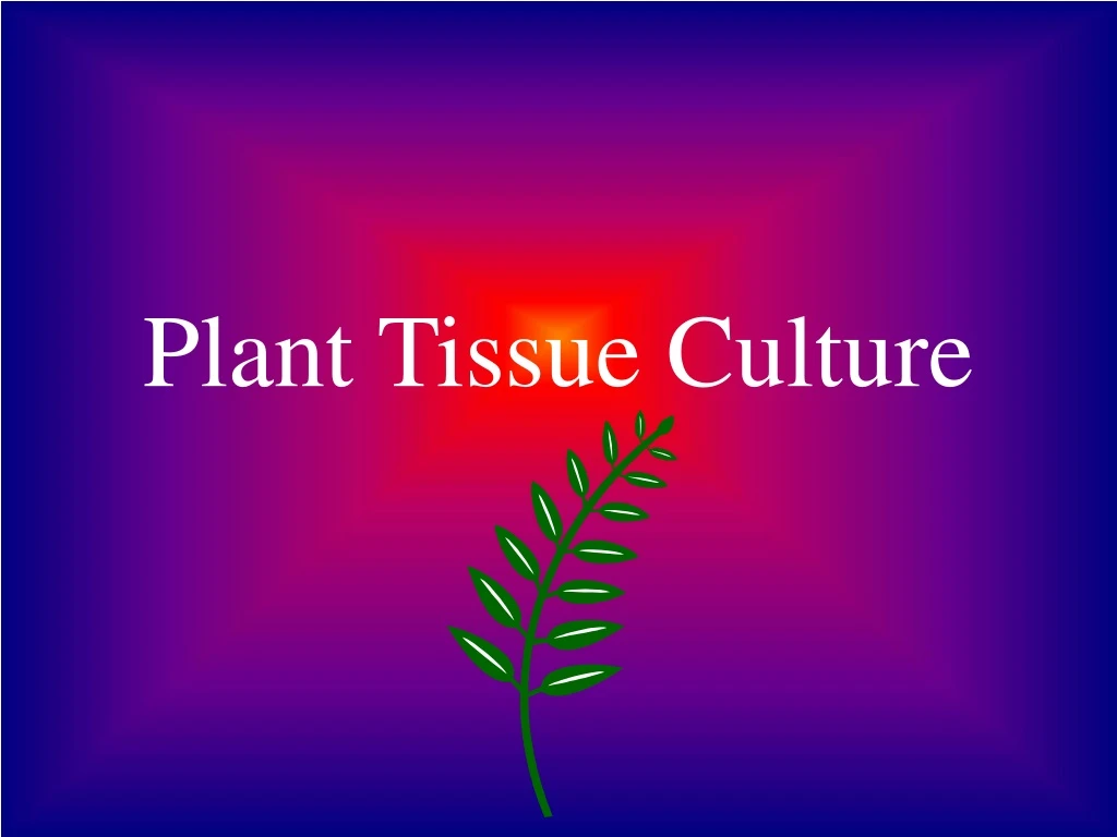 plant tissue culture