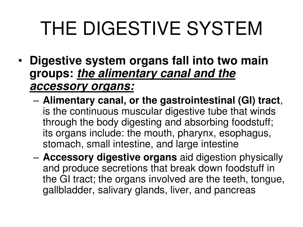 the digestive system