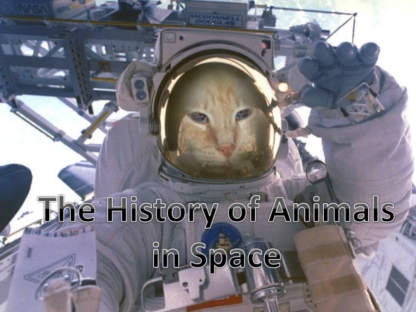 A Brief History of Animals in Space