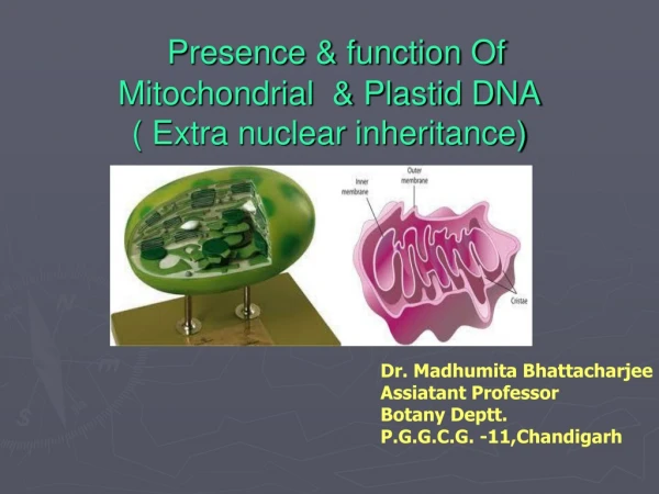 Presence &amp; function Of Mitochondrial  &amp; Plastid DNA ( Extra nuclear inheritance)