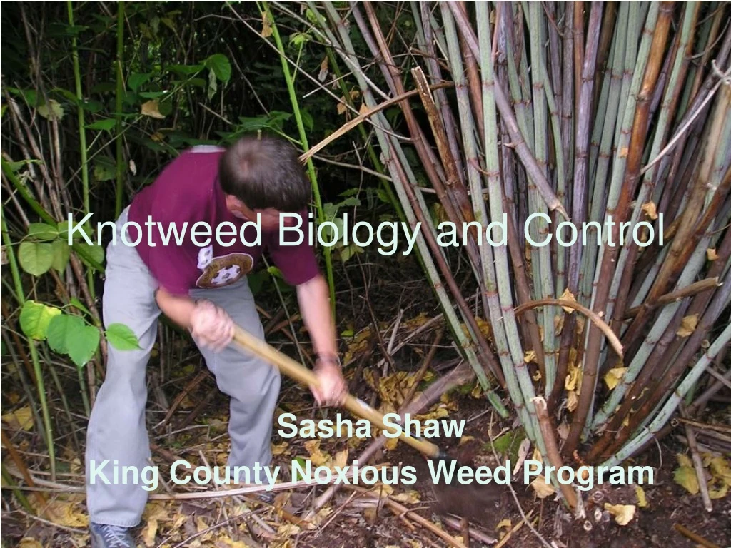 knotweed biology and control