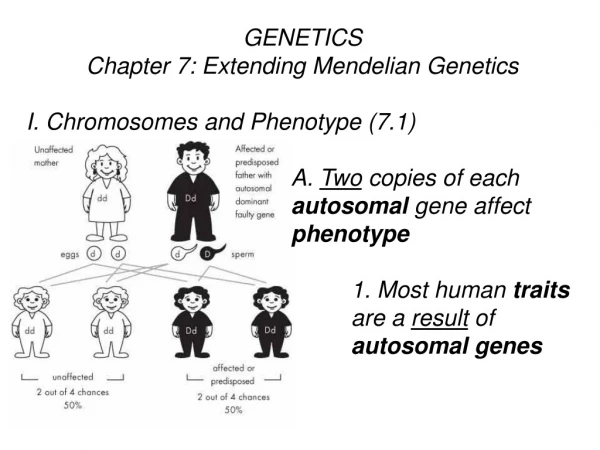 GENETICS Chapter 7: Extending Mendelian Genetics I. Chromosomes and Phenotype (7.1)