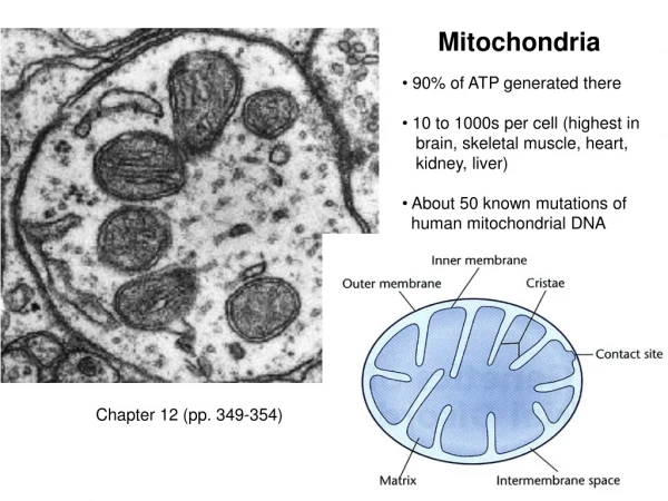 Mitochondria  90% of ATP generated there  10 to 1000s per cell (highest in