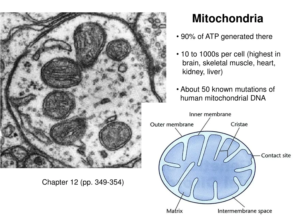 mitochondria 90 of atp generated there