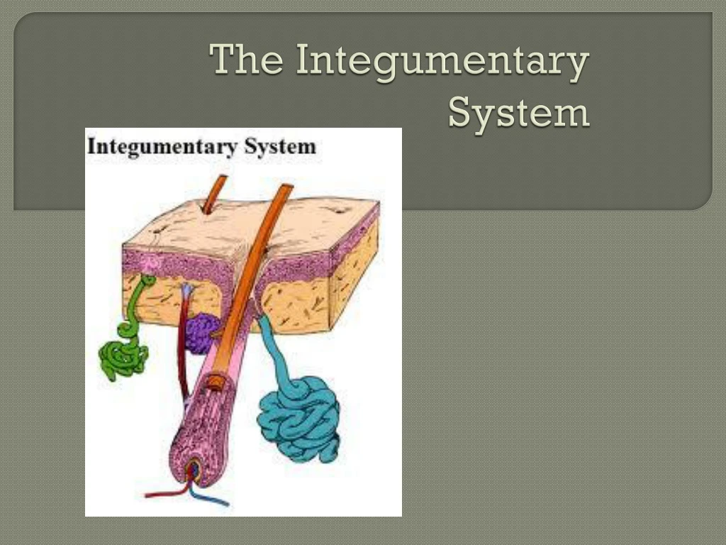 the integumentary system