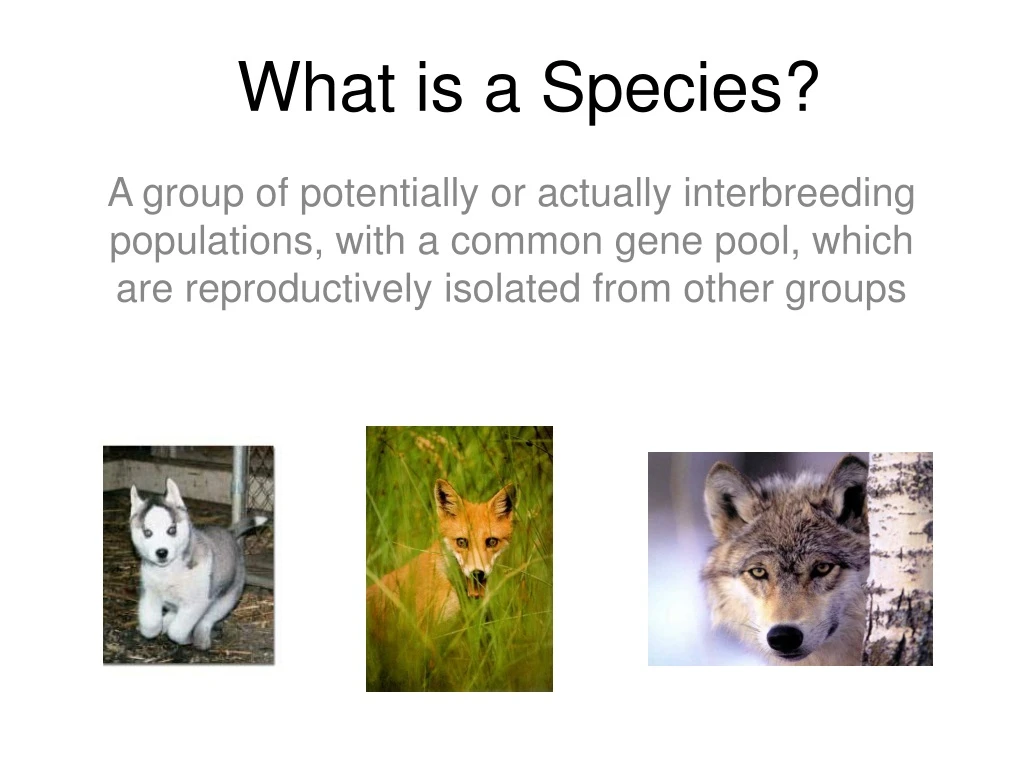 what is a species