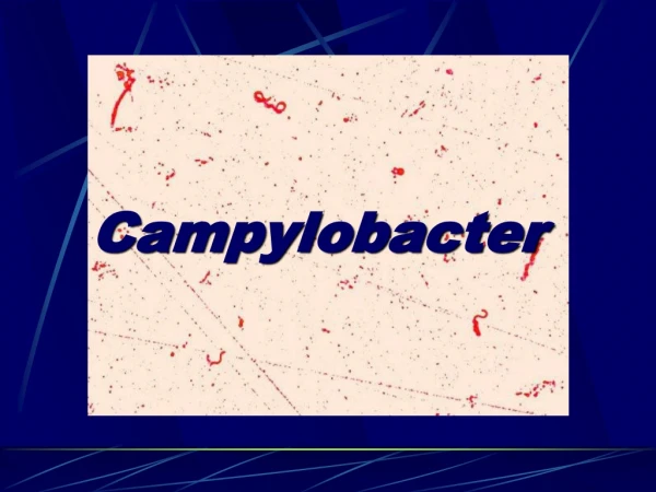 Campylobacter