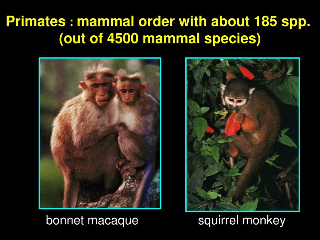 primates mammal order with about