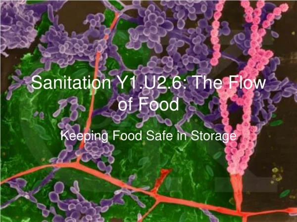 Sanitation Y1.U2.6: The Flow of Food
