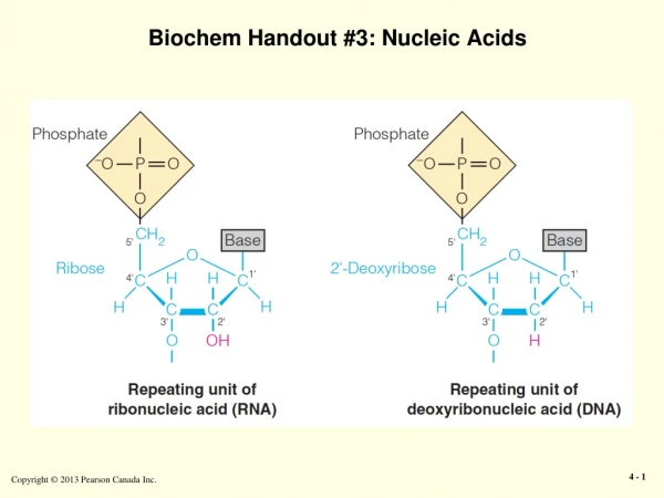 Biochem Handout #3: Nucleic Acids