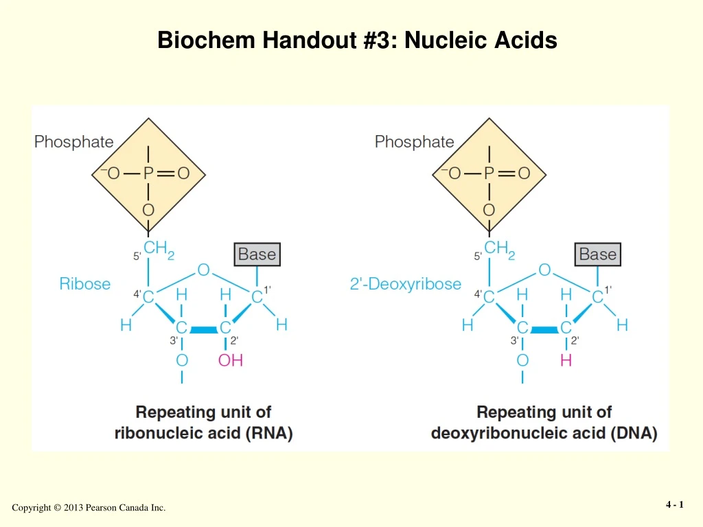 biochem handout 3 nucleic acids