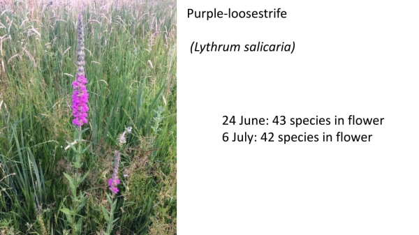 Purple-loosestrife  ( Lythrum salicaria )
