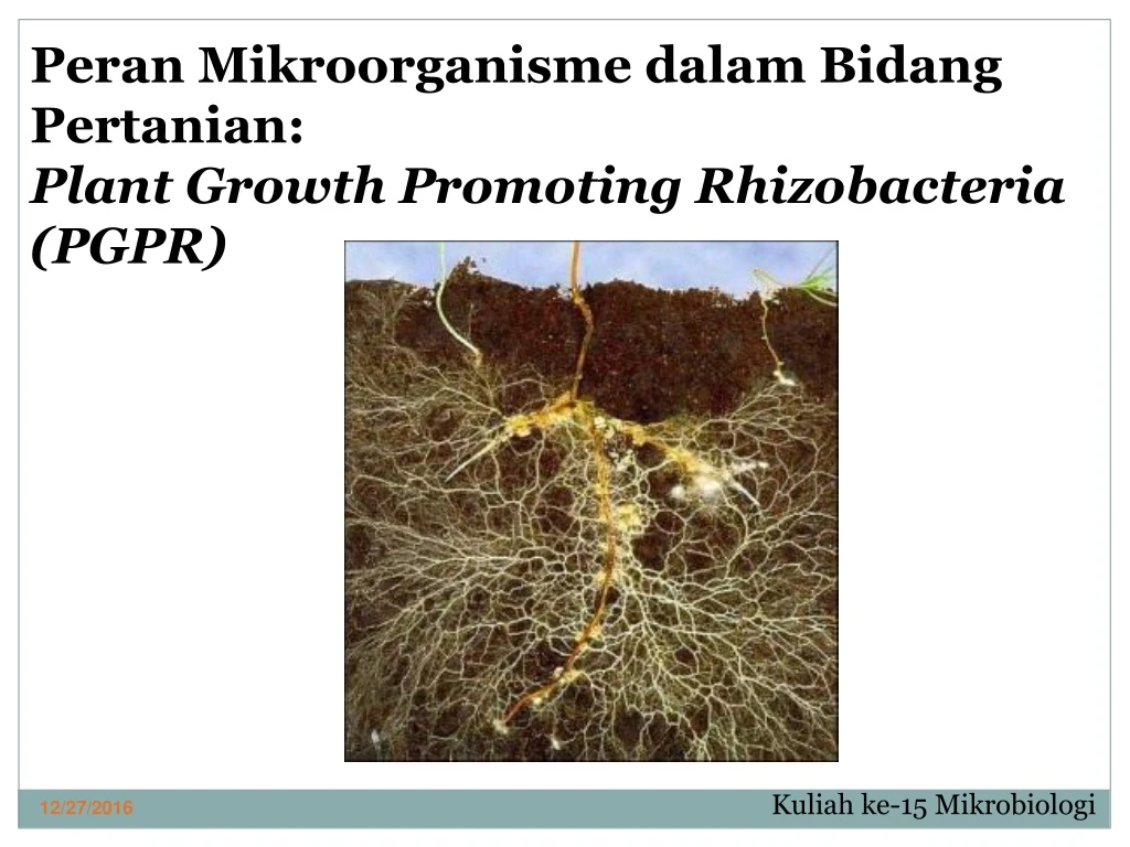 peran mikroorganisme dalam bidang pertanian plant