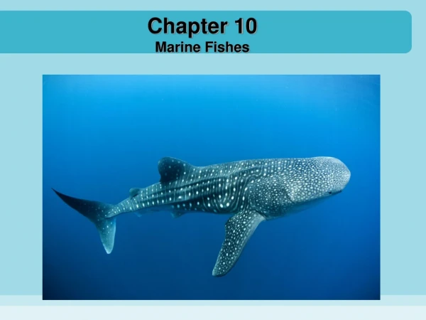 Chapter 10 Marine Fishes