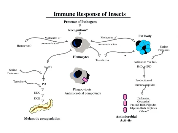 Immune Response of Insects