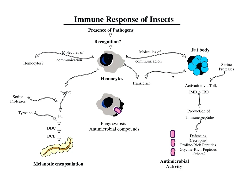 immune response of insects