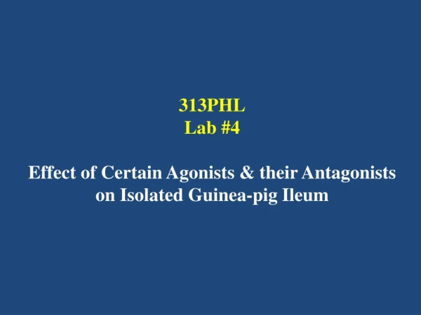 313PHL Lab #4 Effect of Certain Agonists &amp; their Antagonists on Isolated Guinea-pig Ileum