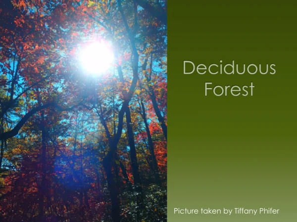 Deciduous Forest