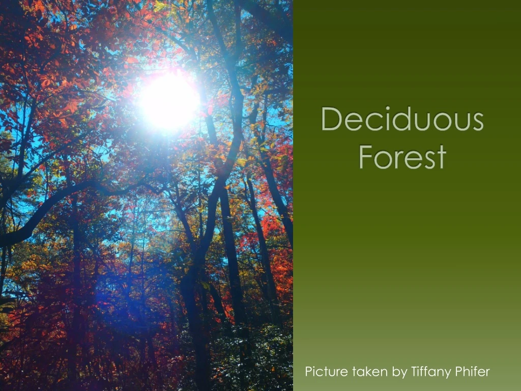 deciduous forest