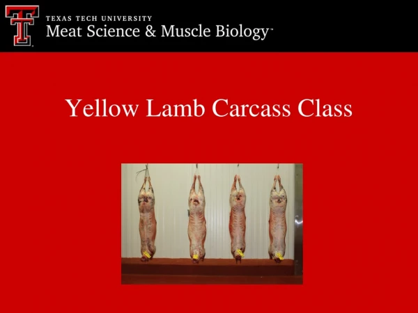 Yellow Lamb Carcass Class
