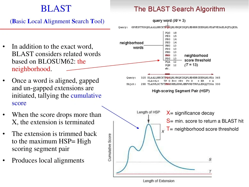 blast b asic l ocal a lignment s earch t ool