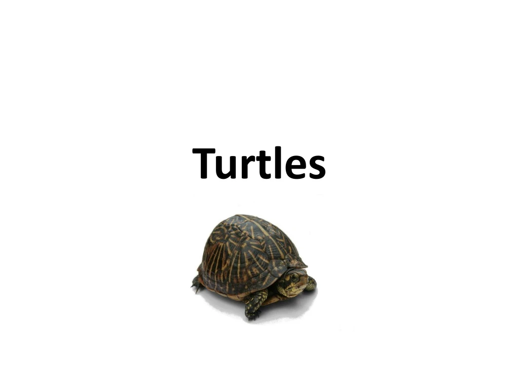 turtles