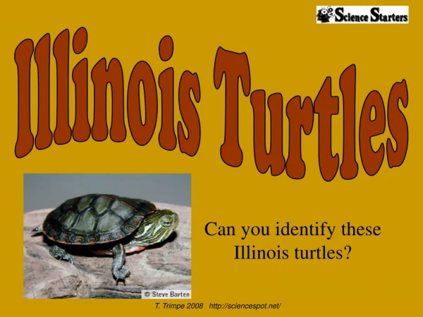 Can you identify these Illinois turtles?