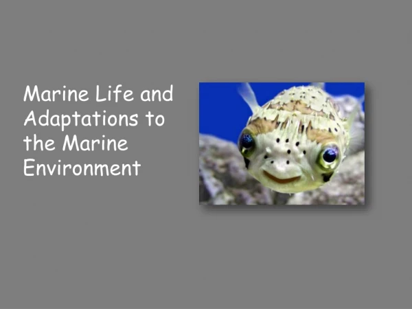 Marine Life and Adaptations to the Marine Environment