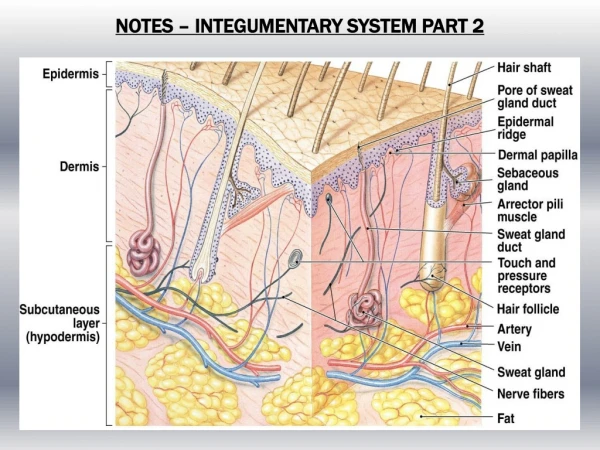NOTES – INTEGUMENTARY SYSTEM PART 2