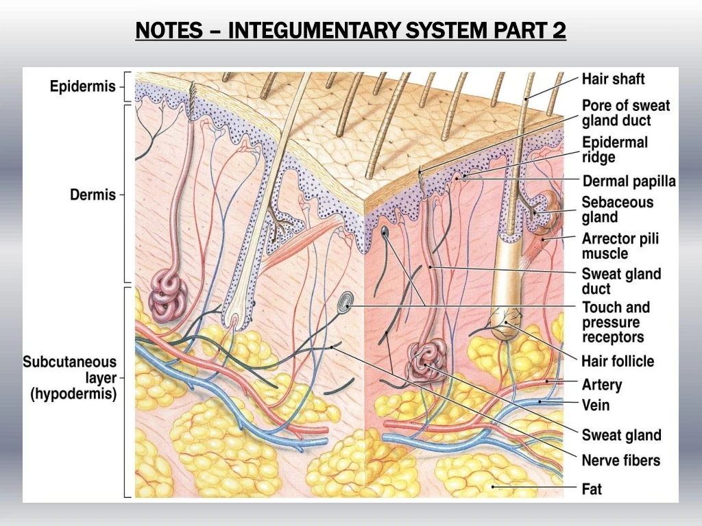 notes integumentary system part 2