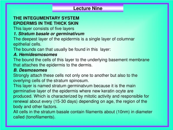 THE INTEGUMENTARY SYSTEM EPIDERMIS IN THE THICK SKIN This layer consists of five layers