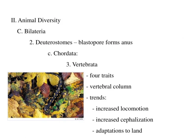 II. Animal Diversity     C. Bilateria  	2. Deuterostomes – blastopore forms anus 		c. Chordata: