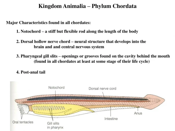 Kingdom Animalia – Phylum Chordata
