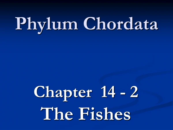 Phylum  Chordata