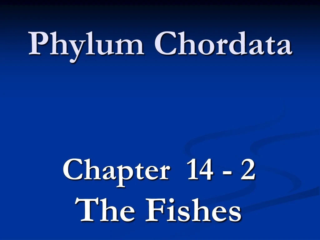 phylum chordata