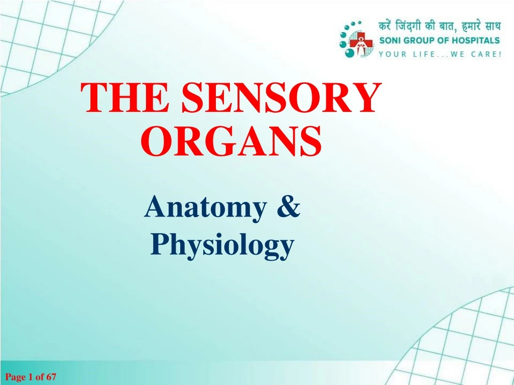 the sensory organs